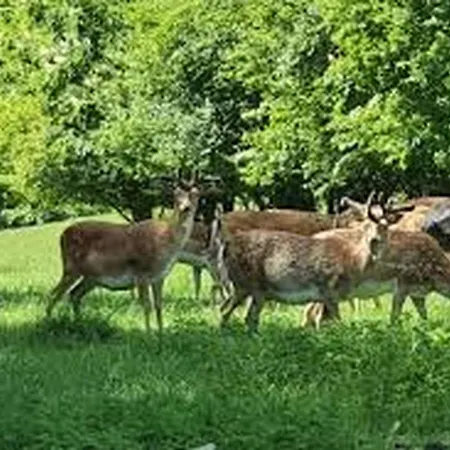 Thelittlehouse-by-the-lake * Hørsholm